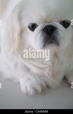 Un gros plan d'un triste à la white shih tzu chien à la recherche directement dans l'appareil photo Banque D'Images