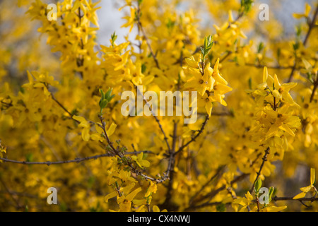 Fleurs jaune Forsythia en fleurs près de Séoul, Corée Banque D'Images