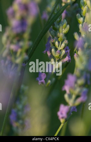 Un gros plan macro image de fleurs de lavande pourpre en lumière dorée Banque D'Images