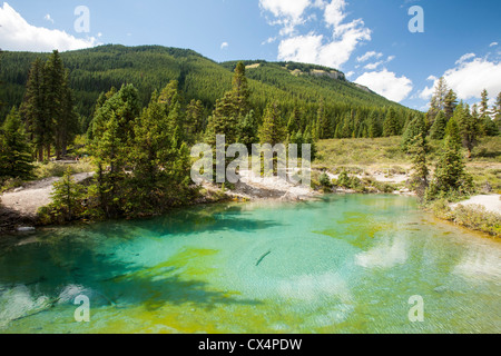 Les pots d'encre, des sources naturelles au-dessus de Johnson's Canyon dans les Rocheuses canadiennes. Banque D'Images