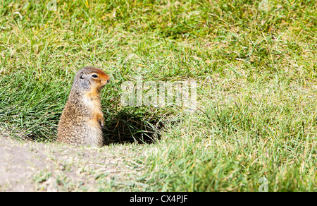 Un colombien (Urocitellus columbianus) en dehors de son terrier à Canmore, montagnes Rocheuses, au Canada. Banque D'Images