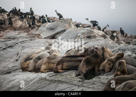 Un groupe, ou d'un radeau de lions de mer sur une île près de Ushuaia en Argentine Banque D'Images