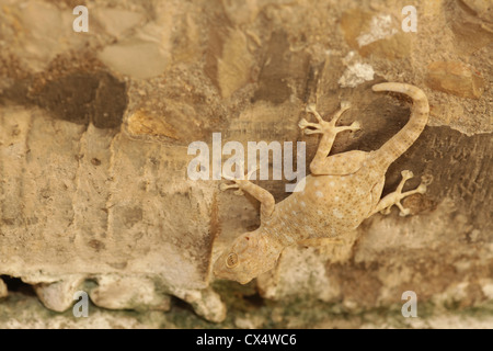 Les doigts du ventilateur du Sinaï, Gecko (Ptyodactylus guttatus) photographié en Israël en juillet Banque D'Images
