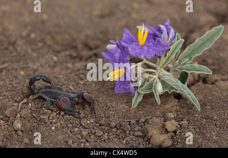 Scorpion Noir israélien (Scorpio maurus) et la morelle jaune (Solanum elaeagnifolium)Israël août d'été Banque D'Images