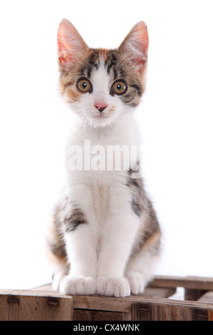 séance chaton Banque D'Images