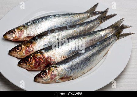 Les sardines sur une assiette blanche Banque D'Images