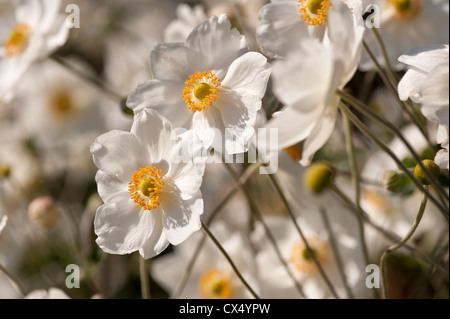 Japonais blanc fleur Anémone Anémone hupehensis appelé contre le ciel bleu Banque D'Images