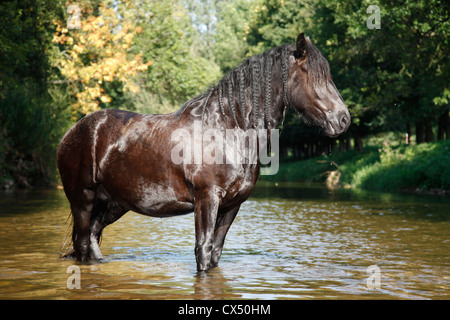 Cheval frison dans l'eau Banque D'Images
