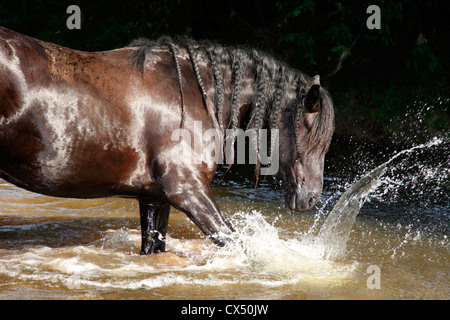 Cheval frison dans l'eau Banque D'Images
