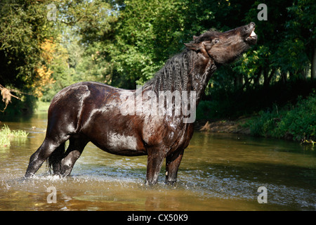 Cheval frison dans l'eau Banque D'Images