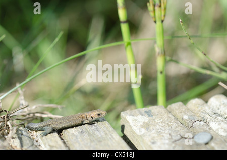 Lézard commun juvénile Banque D'Images