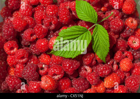 Fruits rouge framboise fond, macro shot Banque D'Images