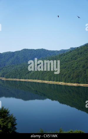 Vue panoramique de la lac Vidraru montagnes de Fagaras en Roumanie avec l'hirondelle noire volant au-dessus de l'eau Banque D'Images