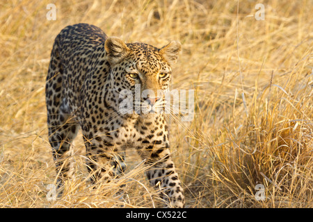 Un léopard (Panthera pardus) traque ses proies à travers les hautes herbes du Savuti marsh, Chobe National Park, Botswana. Banque D'Images