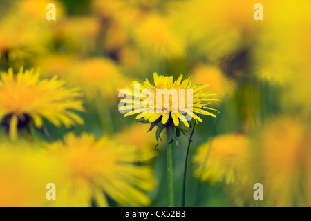 Le pissenlit (Taraxacum officinale / Taraxacum sect. Ruderalia) floraison dans un pré, Allemagne Banque D'Images