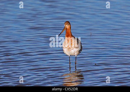 Barge à queue noire (Limosa limosa) mâle de patauger dans l'eau peu profonde Banque D'Images