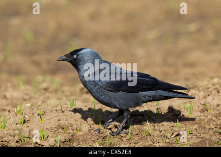 (Corvus monedula choucas européenne / Coloeus monedula) sur le terrain en champ, Allemagne Banque D'Images