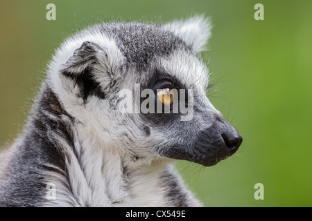 Close-up of a ring-tailed lemur (Lemur catta) contre un arrière-plan flou de la végétation verte Banque D'Images