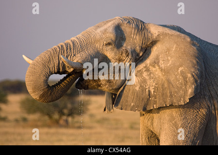 L'éléphant africain (Loxodonta africana) s'arrête au coucher du soleil à boire pendant sa migration. Nxai Pan, Kalahari, Botswan Banque D'Images