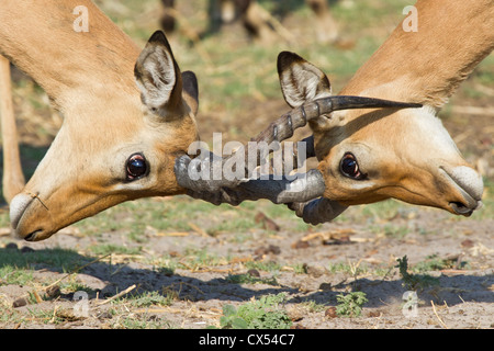 Close-up of two male Impala (Aepyceros melampus) combats, Chobe, au Botswana Banque D'Images