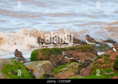 Tournepierre à collier (Arenaria interpres) lors d'une marée haute côtières roost, troupeau, Severn Beach, Gloucester, Royaume-Uni Banque D'Images