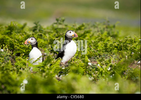 Macareux moine, Fratercula arctica, Skomer, dans le sud du Pays de Galles, Royaume-Uni Banque D'Images