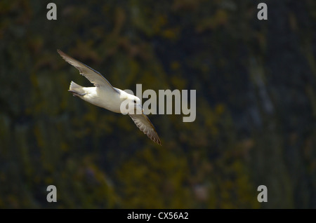 Le Fulmar boréal (Fulmarus glacialis) adulte en vol au dessus de la falaise, l'île de Skomer, Pembrokeshire, Royaume-Uni, Europe Banque D'Images