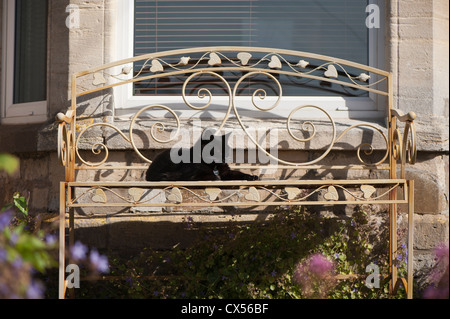 Femme à poil court, noir, chat domestique sur un banc de jardin Banque D'Images