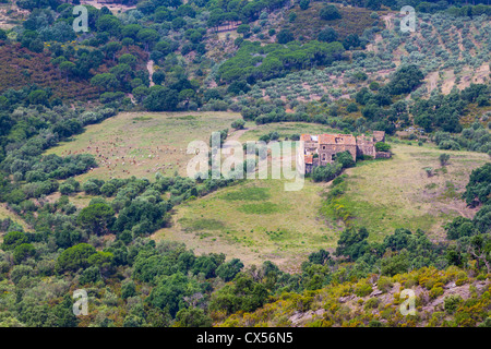 Troupeau de moutons sur la montagne magnifique meadow en Espagne Banque D'Images