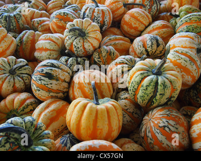 Vert, Blanc et orange pumpkins Banque D'Images