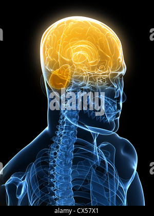 Cerveau humain Banque D'Images