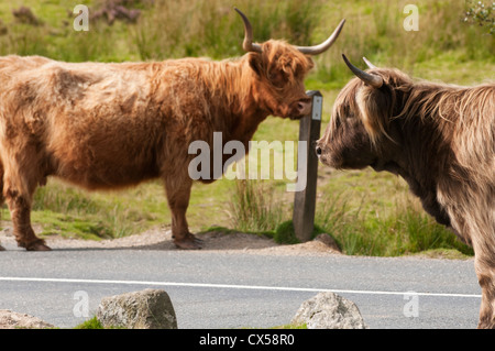 Highland cattle grazing à côté de route sur landes de Dartmoor, Devon, UK Banque D'Images