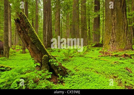 États-unis, Californie, Humboldt Redwoods State Park. Fougère et Redwood sorrel décorer le sol de la forêt. Banque D'Images