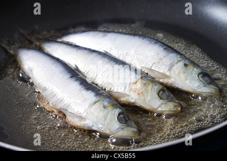 La friture de poissons sardines dans une casserole Banque D'Images