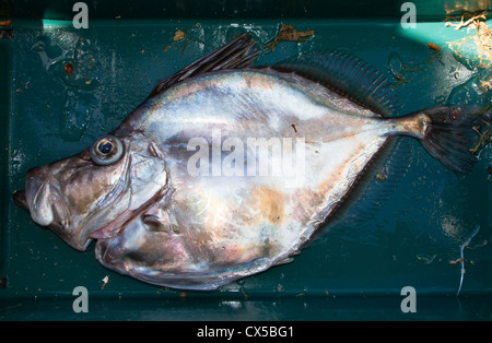 Un regard sur la vie en Nouvelle-Zélande. Poissons de mer pêchés commercialement: Mirror Dory (Zenopsis nebulosa). Forme et coloration spectaculaires. Banque D'Images