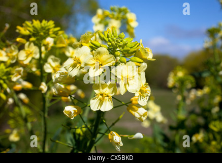 Moutarde sauvage (Brassica) au printemps Banque D'Images