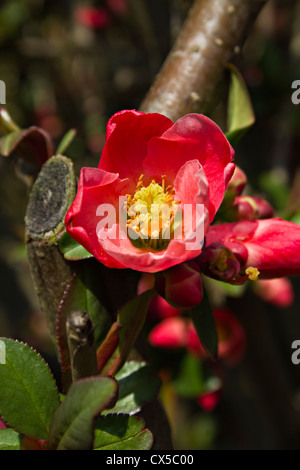 Chaenomeles superba Banque D'Images