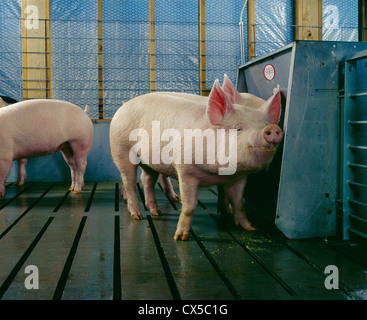 Le poids du marché des porcs au stylo permanent par mangeoire / new york Banque D'Images