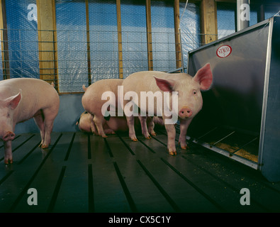 Le poids du marché des porcs au stylo permanent par mangeoire / new york Banque D'Images