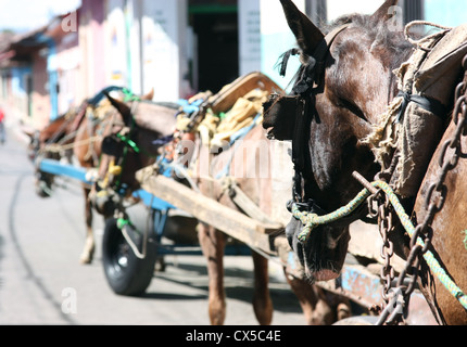 Les chevaux et les chariots dans la ville de Grenade, au Nicaragua, en Amérique centrale Banque D'Images