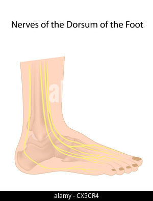 Pied de nerfs numérique dorsal, souvent affectées dans la neuropathie diabétique Banque D'Images