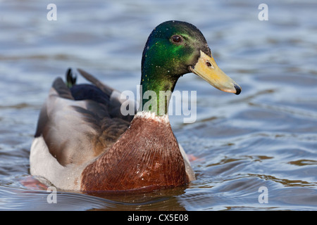 Close-up d'un mâle canard colvert (Anas platyrhynchos) nager sur une journée ensoleillée, en Angleterre Banque D'Images