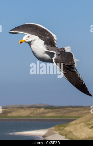 Close-up d'un adulte Goéland marin (Larus fuscus) en vol, avec plage, mer et de prairies en arrière-plan, Texel, Pays-Bas Banque D'Images