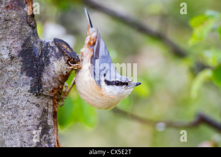 Une blanche (Sitta europaea) posant sur un tronc d'arbre, Sussex, Angleterre Banque D'Images