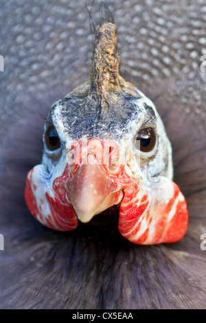 Close-up d'une pintade casquée (Numida meleagris) Banque D'Images