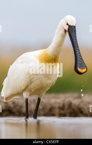 Spatule blanche (Platalea leucorodia) en plumage nuptial complet dosage dans un lac, Hongrie Banque D'Images