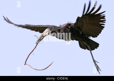 Cigogne à bec ouvert d'Afrique (anastomas lamelligerus) la collecte de matériel de nidification, Okavango Delta, Botswana Banque D'Images