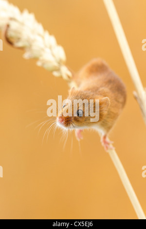 Micromys minutus souris (escalade) l'épi de blé, Devon, Angleterre Banque D'Images