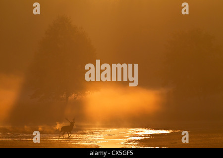 Red Deer (Cervus elaphus), le cerf dans la brume matinale Banque D'Images