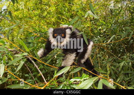 Noir et blanc de la gélinotte, lémuriens lémurien panachée (Le Varecia variegata) en bambou Banque D'Images
